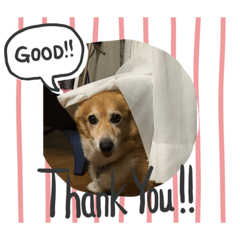 [LINEスタンプ] 僕、こじろう！