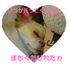 [LINEスタンプ] 赤ちゃんとチワワが行く