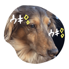 [LINEスタンプ] ジョニースタンプ❤︎