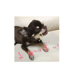 [LINEスタンプ] ボニ子の生活1