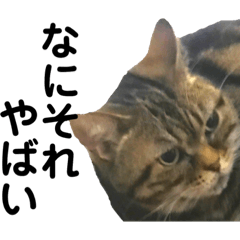 [LINEスタンプ] 猫のみみさん