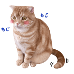 [LINEスタンプ] ねこのごんぞうとなかまたち