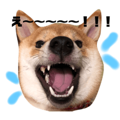 [LINEスタンプ] 柴犬きなこ★まったり日常2
