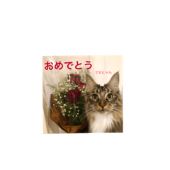 [LINEスタンプ] メインクーンスタンプ・3