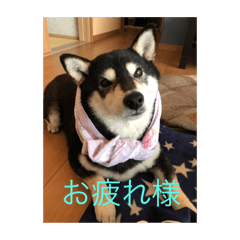 [LINEスタンプ] 黒柴ナル
