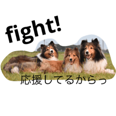 [LINEスタンプ] スマイルシェルティスタンプ