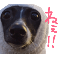 [LINEスタンプ] イタグレ おでのスタンプ