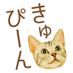 [LINEスタンプ] ミニドヤ猫の毎日使いやすいスタンプの画像（メイン）