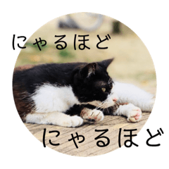 [LINEスタンプ] わんにゃんひとこと