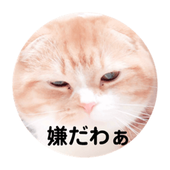 [LINEスタンプ] スコにゃん母娘
