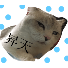 [LINEスタンプ] 猫のここちゃん。