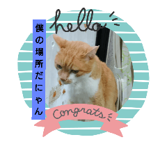 [LINEスタンプ] 猫の日常の居場所