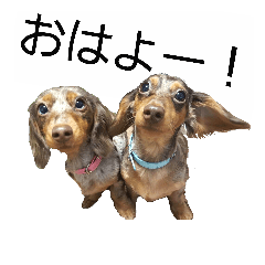 [LINEスタンプ] パルピコちゃん家