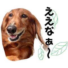 [LINEスタンプ] 可愛い愛犬しゅうの日常スタンプ
