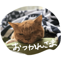 [LINEスタンプ] 愛猫 ちくら