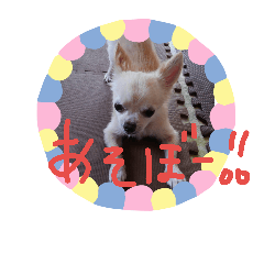 [LINEスタンプ] チワワ挨拶