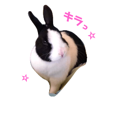 [LINEスタンプ] 家のかわいいチョコちゃん