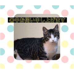 [LINEスタンプ] 猫(ΦωΦ)敬語