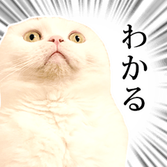 [LINEスタンプ] 白モフ猫 むくのスタンプ2