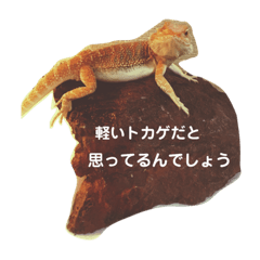 [LINEスタンプ] フトアゴヒゲトカゲのサマーとタイル