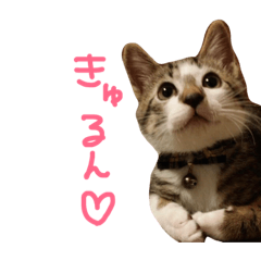[LINEスタンプ] みゃたんきゃわわわスタンプ