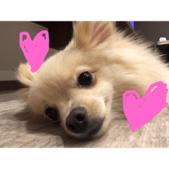 [LINEスタンプ] ポメチワのラテちゃん 2