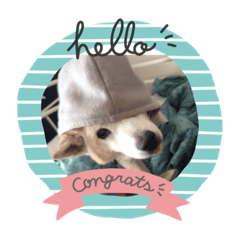 [LINEスタンプ] cute dog etc
