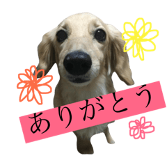 [LINEスタンプ] 高地ココ2