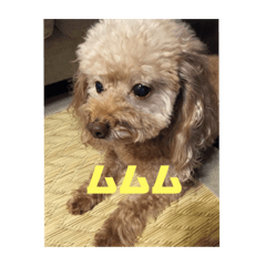 [LINEスタンプ] ピーチャンスタンプ