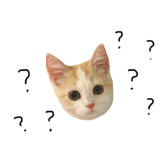 [LINEスタンプ] 猫のめるちゃんスタンプ