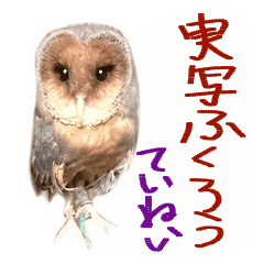 [LINEスタンプ] 実写ふくろう （ていねい語）