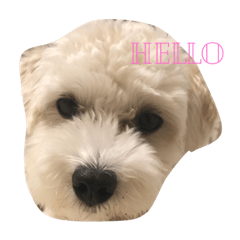 [LINEスタンプ] しぇりたん1