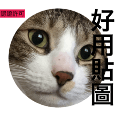 [LINEスタンプ] 猫猫猫猫猫猫猫猫猫