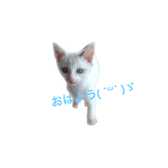 [LINEスタンプ] こたろうの成長