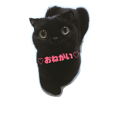 [LINEスタンプ] 黒猫ねるちゃん