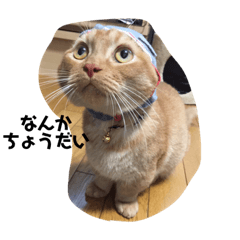[LINEスタンプ] 猫の日常のスタンプです。