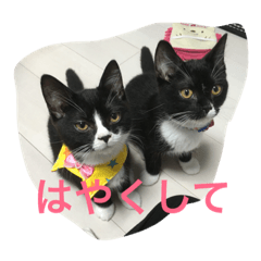 [LINEスタンプ] あおとあんずの日常2
