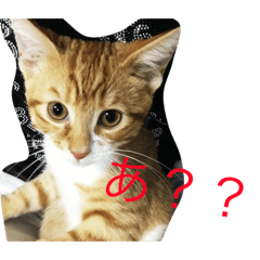 [LINEスタンプ] 猫のスタンプハクちゃん