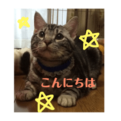[LINEスタンプ] むーーうーた