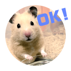 [LINEスタンプ] ハムスターぽんぽこ
