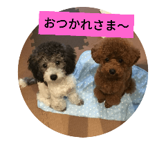 [LINEスタンプ] プードル兄弟〜