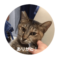 [LINEスタンプ] ネコの瑠璃ちゃん