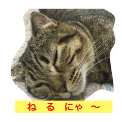 [LINEスタンプ] パンプスタンプ