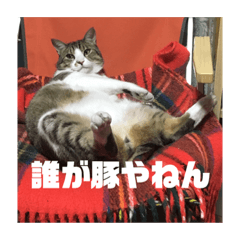 [LINEスタンプ] デカ猫クゥさん2