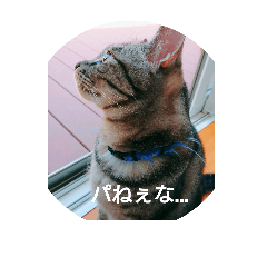 [LINEスタンプ] 愛猫の独り言（笑）