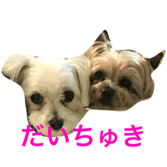 [LINEスタンプ] うぃん ほい
