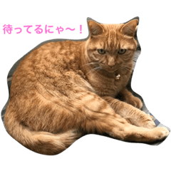 [LINEスタンプ] 茶トラ！うにくん