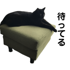 [LINEスタンプ] 三毛猫みーにゃんと黒猫しょこ