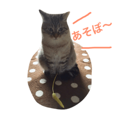 [LINEスタンプ] 猫のすーちゃん