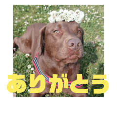[LINEスタンプ] やまとの毎日 2